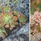 Aeonium volkeri (Igueste de S. Andres, Tenerife, Canary Islands) (unrooted cuttings - boutures non racinées)